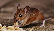 24 Hour & Emergency Exterminators in Nashville, KS